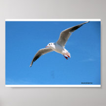 Möwe im Flug am blauen Himmel - Na-Fotografie