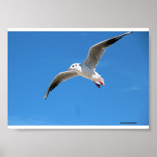 Möwe im Flug am blauen Himmel - Na-Fotografie Poster