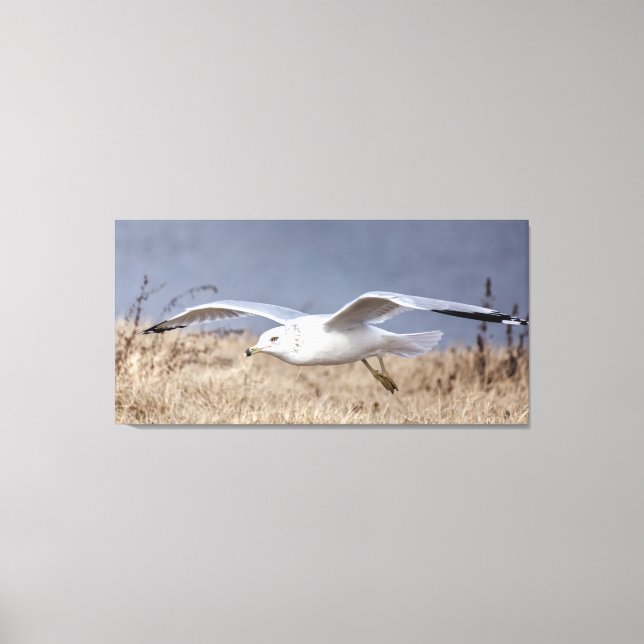 Möwe im Flug Leinwanddruck (Vorderseite)