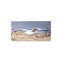 Möwe im Flug 