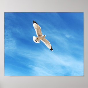 Möwe im Flug Poster
