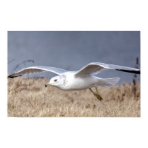 Möwe im Flug