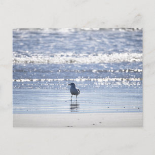 Möwe im Ozean Postkarte
