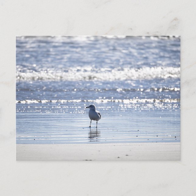 Möwe im Ozean Postkarte (Vorderseite)