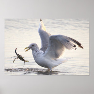 Möwe Krabbenfischerei Foto Poster