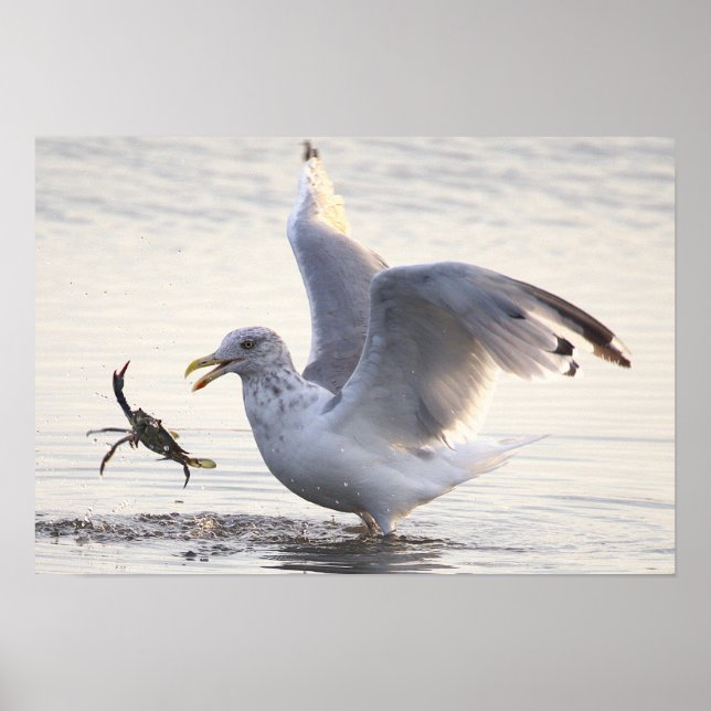 Möwe Krabbenfischerei Foto Poster (Vorne)