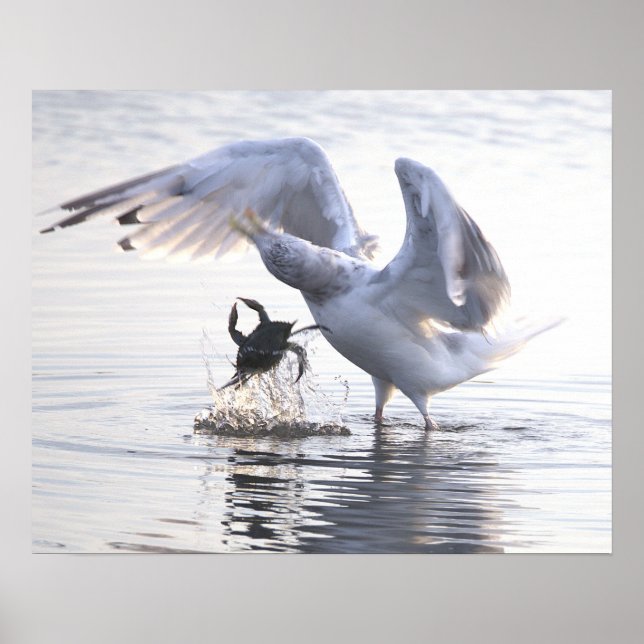 Möwe Krabbenfischerei Foto Poster (Vorne)