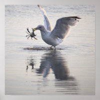 Möwe Krabbenfischerei Foto Poster