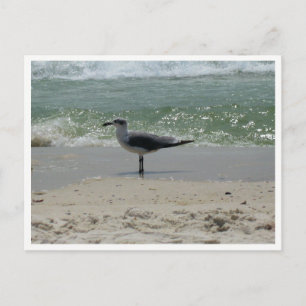 Möwe – Küsten-Wildlife-Fotografie Postkarte