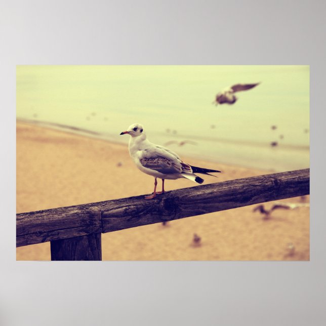 Möwe Ostsee Rügen Poster (Vorne)