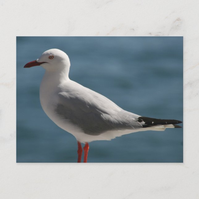 Möwe Postkarte (Vorderseite)