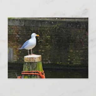 Möwe Postkarte