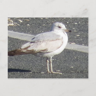 Möwe Postkarte