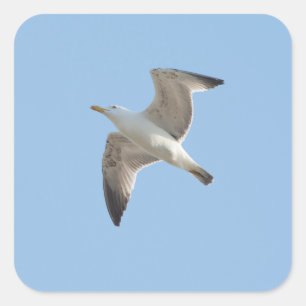 Möwe Quadratischer Aufkleber