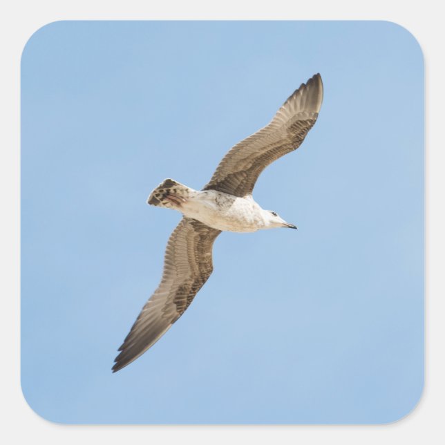 Möwe Quadratischer Aufkleber (Vorderseite)