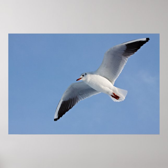 Möwe / Sea gull Poster (Vorne)
