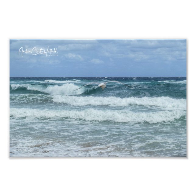 Möwe und Meer Fotodruck (Vorne)