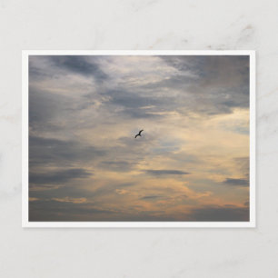 Möwe-Wildtierfotografie Postkarte