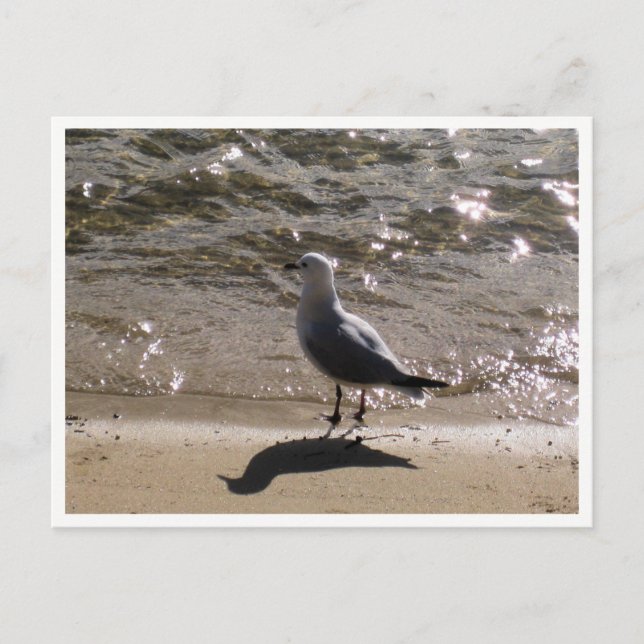 Möwe-Wildtierfotografie Postkarte (Vorderseite)