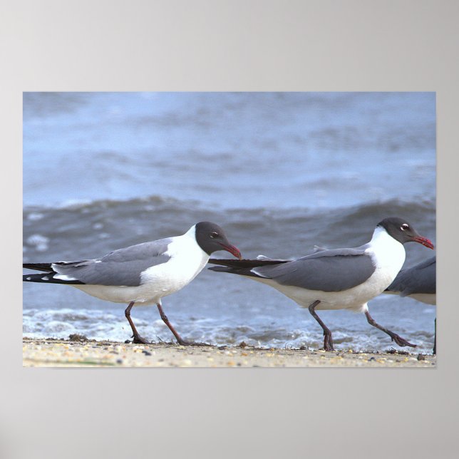 Möwen am Ufer Poster (Vorne)