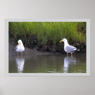 Möwen am Wasser Poster