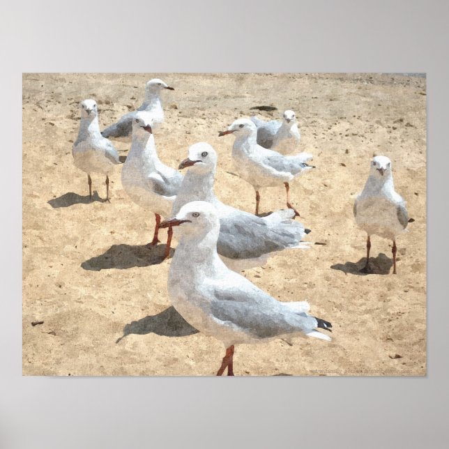 Möwen an der Küste Poster (Vorne)