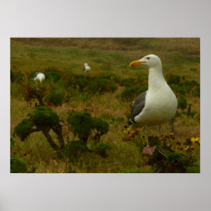 Möwen auf Anacapa Island Poster