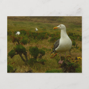 Möwen auf Anacapa Island Postkarte