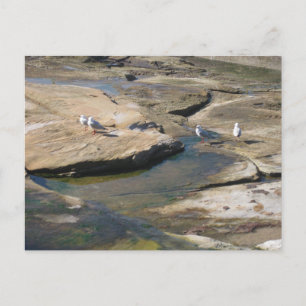 Möwen auf den Felsen bei Cronulla - Strandfotograf Postkarte
