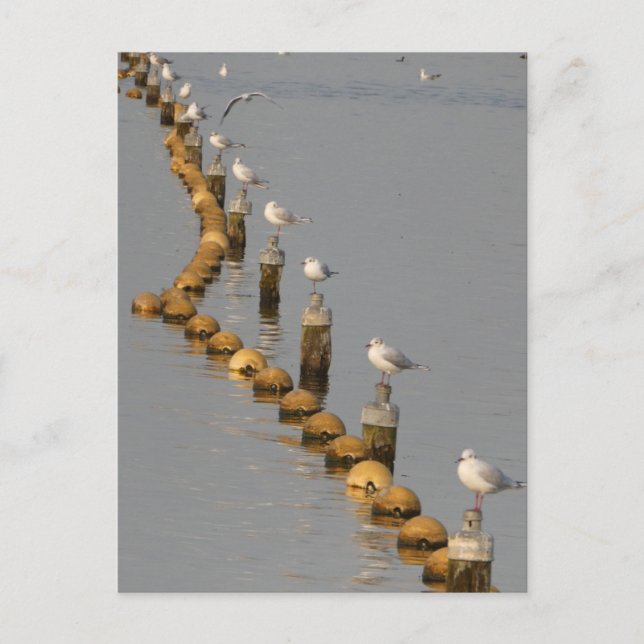 Möwen auf Poles DIY Postcard Postkarte (Vorderseite)