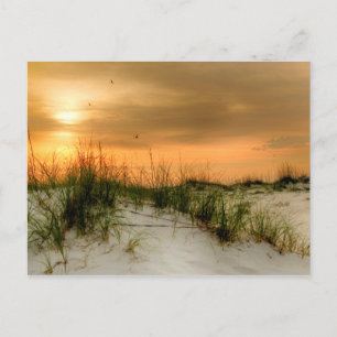 Möwen bei Sonnenaufgang Postkarte