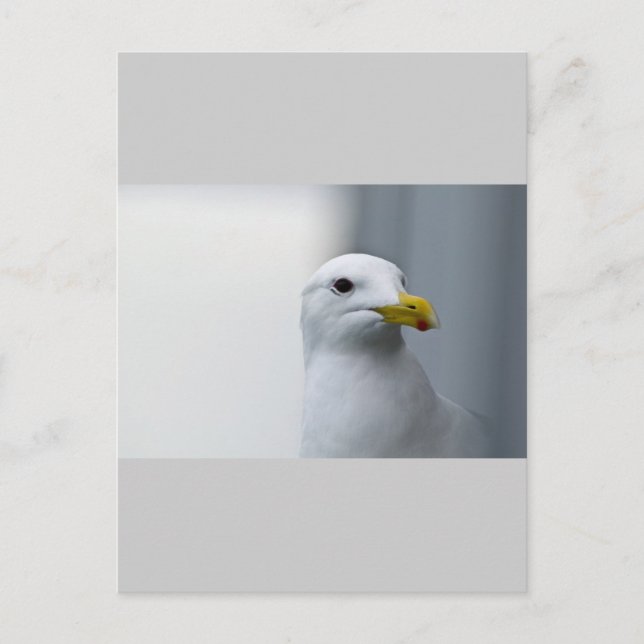 Möwen brauchen auch Liebe Postkarte (Vorderseite)