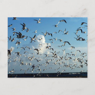 Möwen, die über den Strand fliegen Postkarte