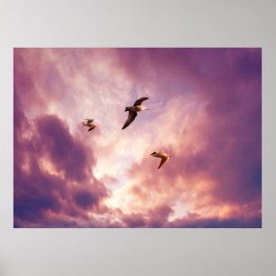 Möwen fliegen in einem Sonnenuntergang Poster