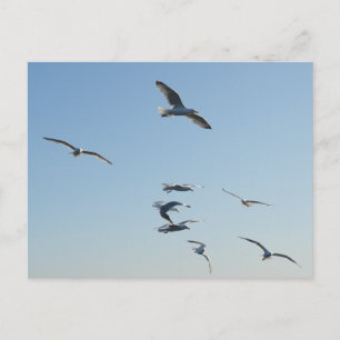 Möwen fliegen über die ozeanische Küstenwildnis fr Postkarte
