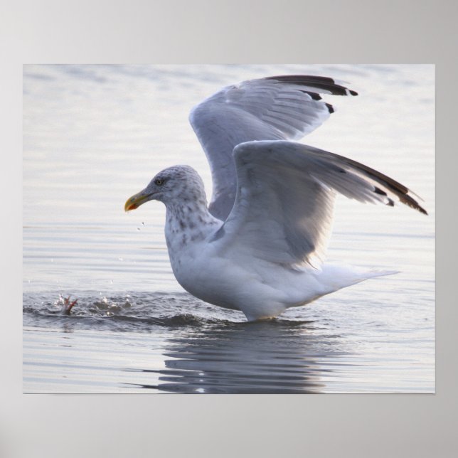 Möwen-Foto-Poster Poster (Vorne)