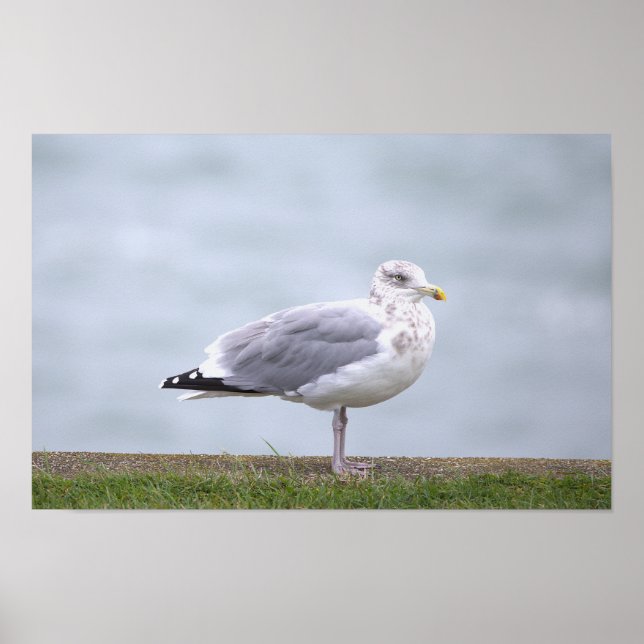 Möwen-Foto-Poster Poster (Vorne)