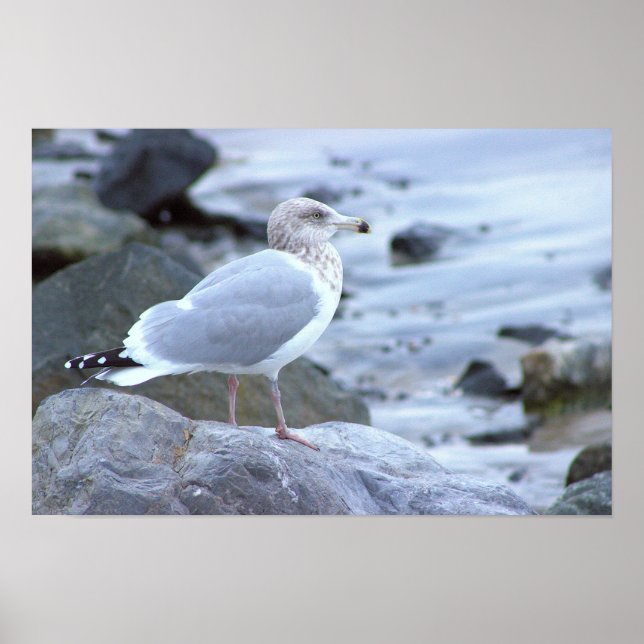 Möwen-Foto-Poster  Poster (Vorne)