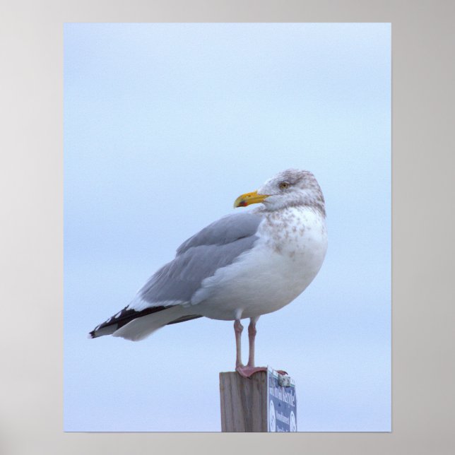 Möwen-Foto-Poster  Poster (Vorne)