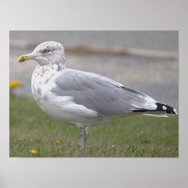 Möwen-Foto-Poster Poster (Vorne)