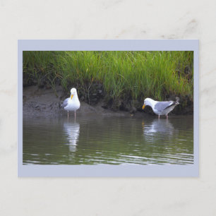 Möwen Foto Postkarte