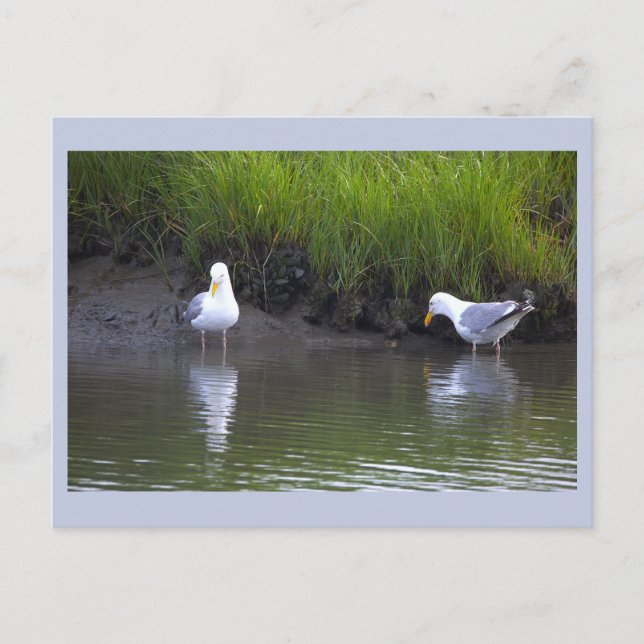 Möwen Foto Postkarte (Vorderseite)