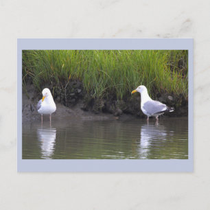 Möwen Foto Postkarte