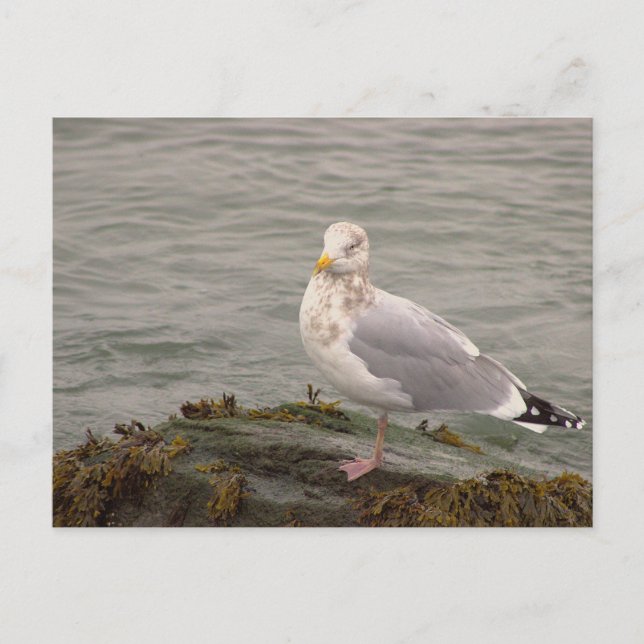 Möwen-Foto-Postkarte Postkarte (Vorderseite)