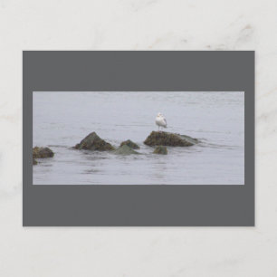 Möwen-Foto-Postkarte Postkarte
