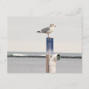 Möwen-Foto-Postkarte Postkarte