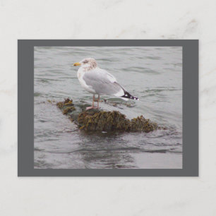 Möwen-Foto-Postkarte Postkarte