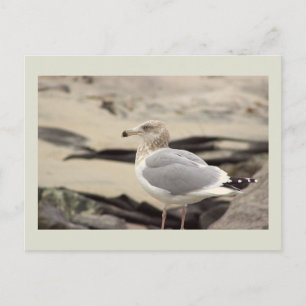 Möwen-Foto-Postkarte Postkarte