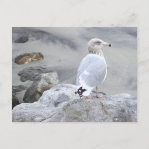 Möwen-Foto-Postkarte Postkarte