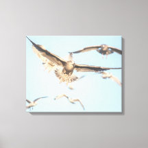 Möwen im Foto der Flug-Natur